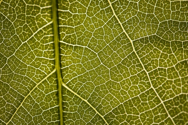 Close up da folha verde