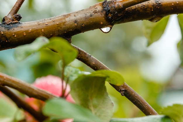 Foto close-up da gota da água do ramo de árvore de maçã no macio-foco no fundo.