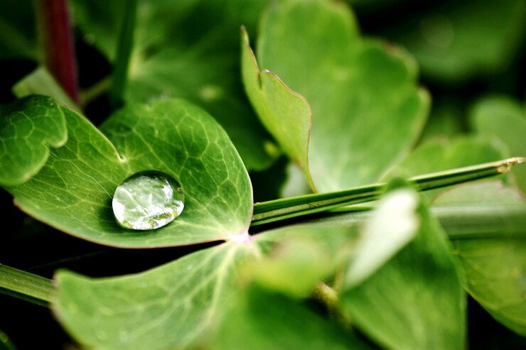 Foto close-up da gota de água na folha