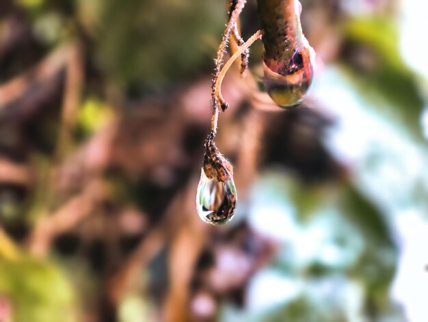 Foto close-up da gota de água na planta