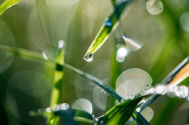 Close-up da gota na planta
