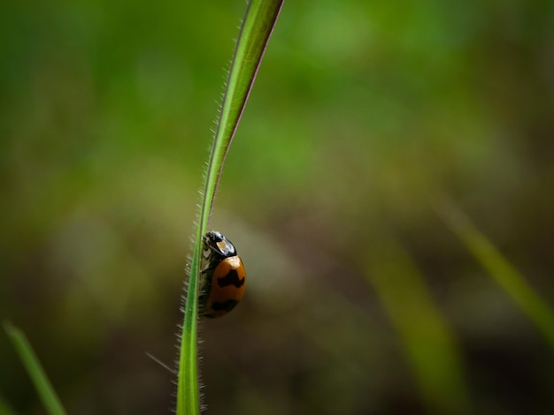 Foto close-up da joaninha na planta