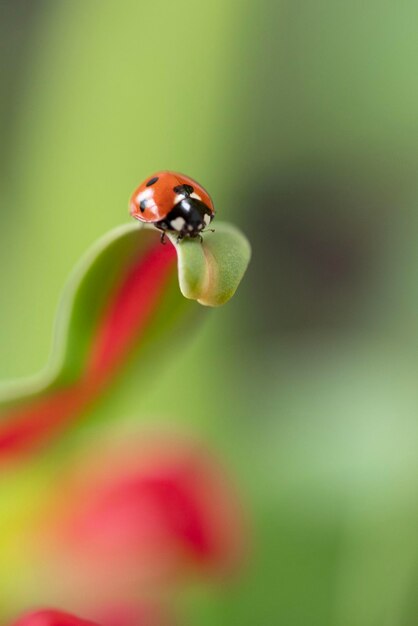 Foto close-up da joaninha na planta