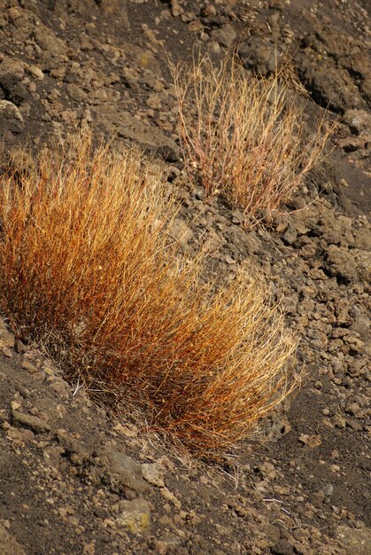 Foto close-up da lava solidificada e da pequena vegetação que pisou sobre ela lado sul do etna catania sicília