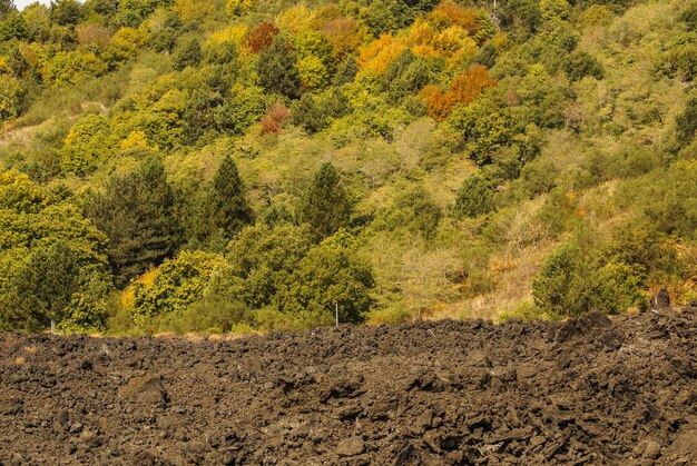 Foto close-up da lava solidificada e da pequena vegetação que pisou sobre ela lado sul do etna catania sicília