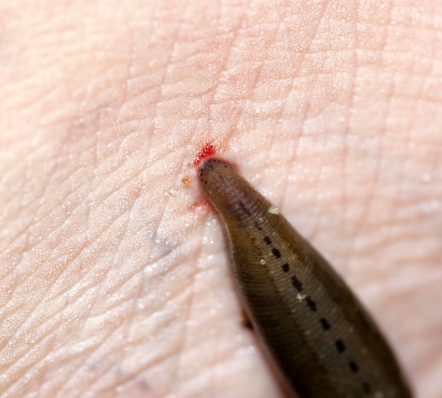 Close-up da lesma na mão