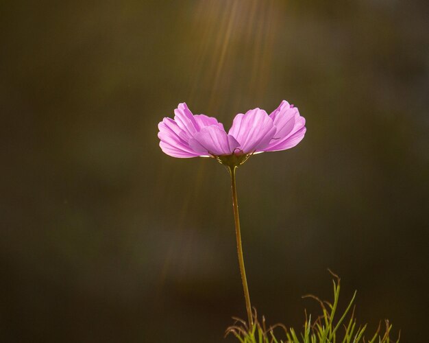 Foto close-up da luz do sol caindo sobre a flor rosa