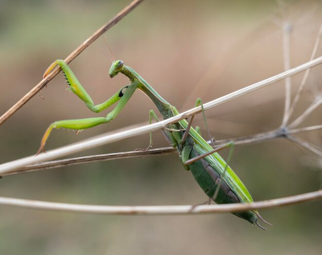 Foto close-up da mantis religiosa verde ao ar livre
