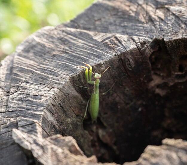 Close-up da mantis religiosa verde ao ar livre