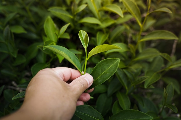 Close-up da mão de um fazendeiro colhendo folha de chá Plantação de chá ao fundo