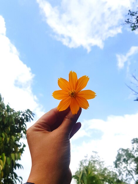 Close-up da mão segurando uma flor amarela contra o céu