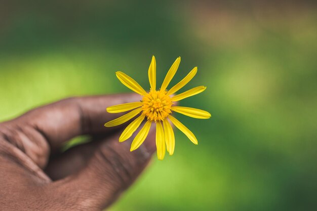 Foto close-up da mão segurando uma flor amarela