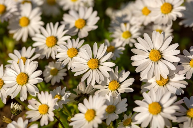 Close-up da margarida comum (Bellis perennis) florescendo em um prado na primavera, Izmir / Turquia