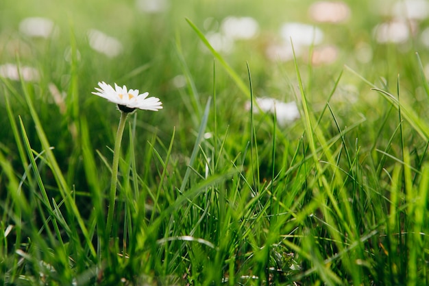 Close up da margarida no jardim. Bellis perennis