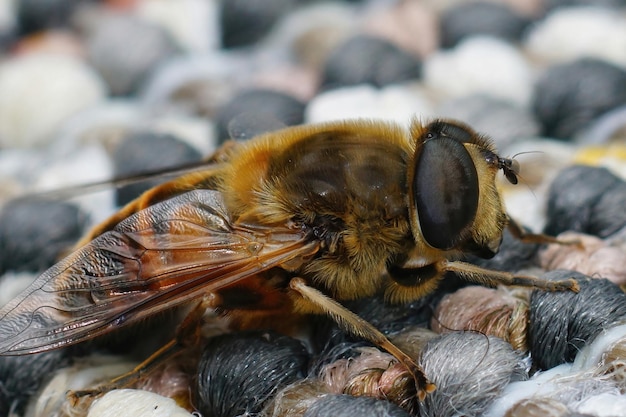 Close-up da mosca-drone comum, Eristalis tenax, sentada em uma superfície de lã