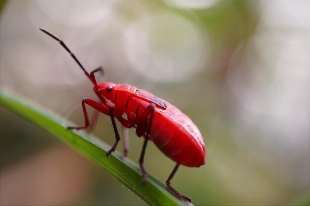 Foto close-up da ninfa do inseto kapok na natureza