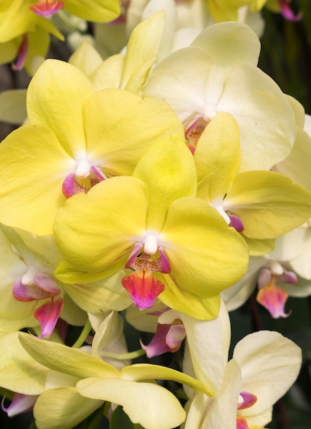 Close up da orquídea amarela do phalaenopsis.