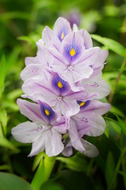 Foto close-up da orquídea bonita com fundo borrado