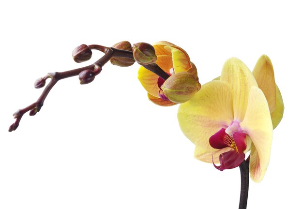 Close up da orquídea isolado no branco