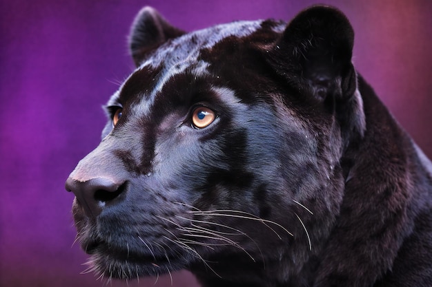 Close up da pantera negra Pantera negra em um fundo roxo