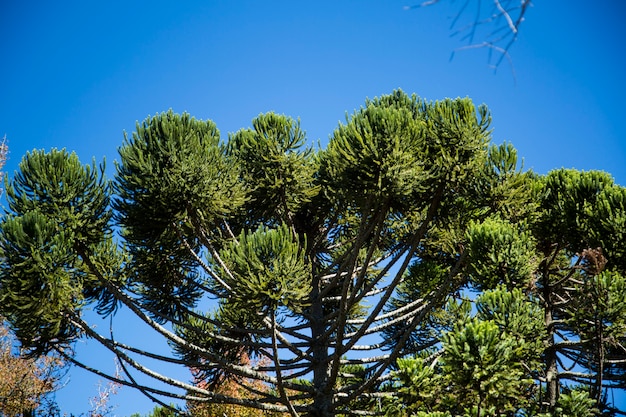 Close up da parte superior de Araucaria angustifolia (pinheiro brasileiro) com fundo de céu e nuvens, Campos do Jordão, Brasil.