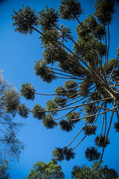 Close up da parte superior de Araucaria angustifolia (pinho brasileiro) com fundo do céu, Campos do Jordão, Brasil.