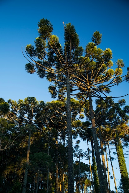 Foto close up da parte superior de araucaria angustifolia (pinho brasileiro) com fundo do céu, campos do jordão, brasil.