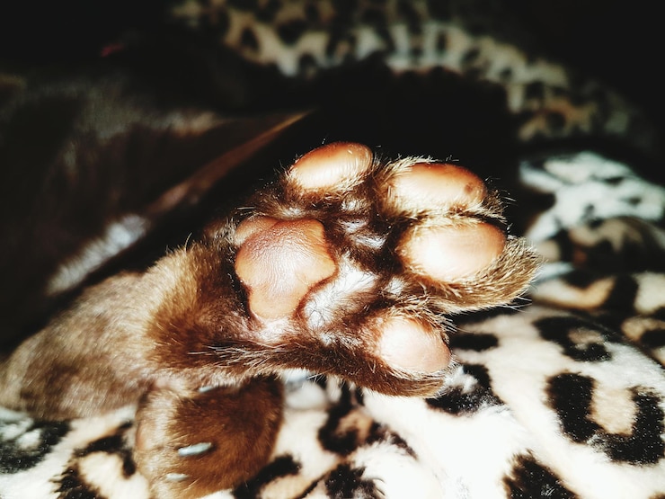Foto close-up da pata de leopardo