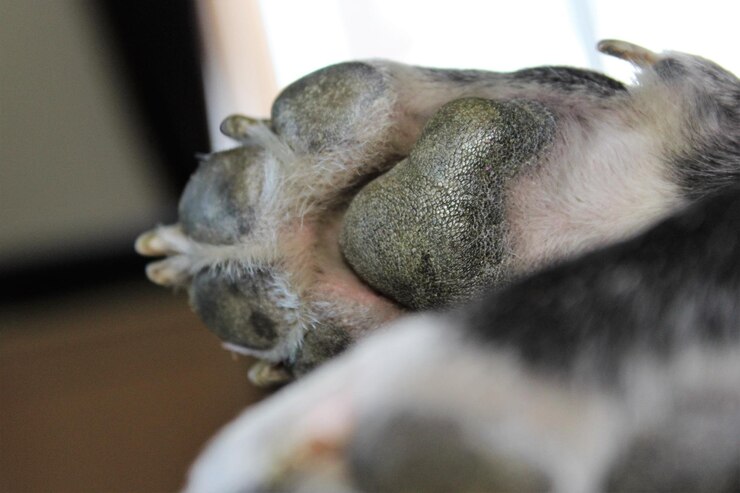 Foto close-up da pata do cão