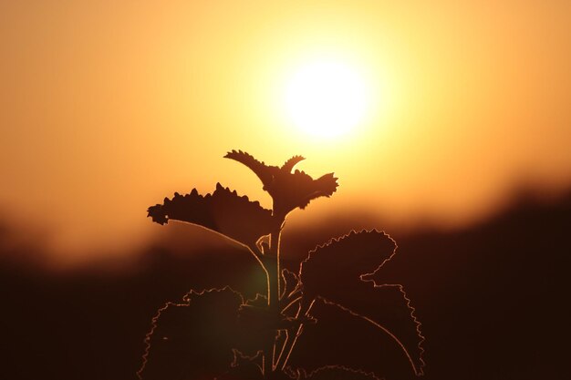 Foto close-up da planta ao pôr-do-sol