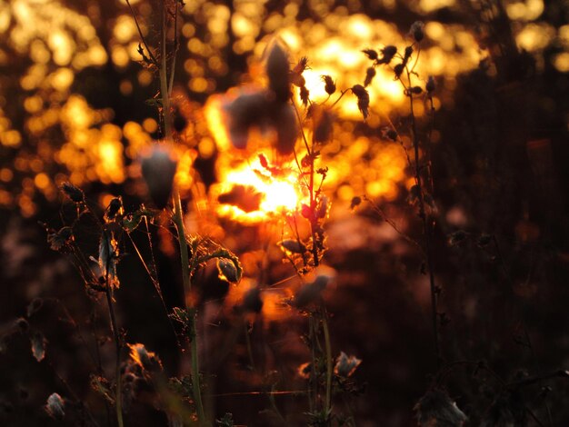 Foto close-up da planta ao pôr-do-sol