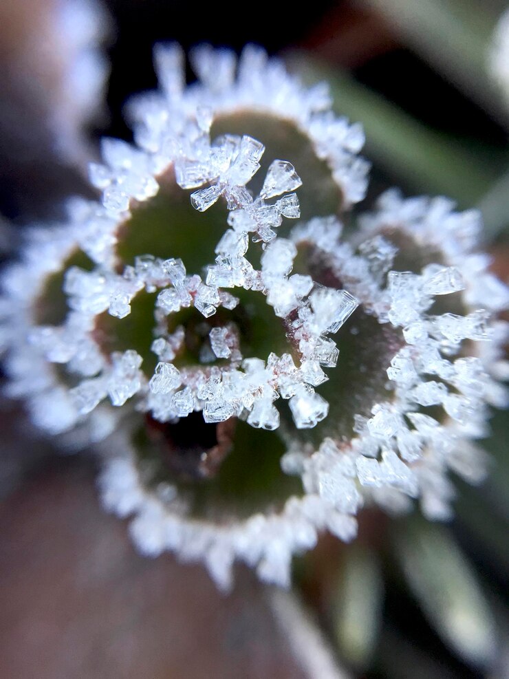 Foto close-up da planta congelada
