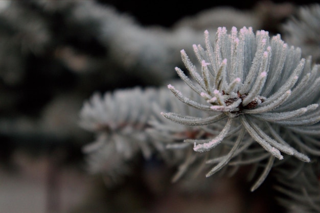 Foto close-up da planta congelada