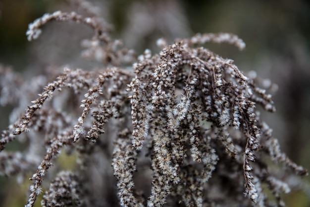 Close-up da planta congelada