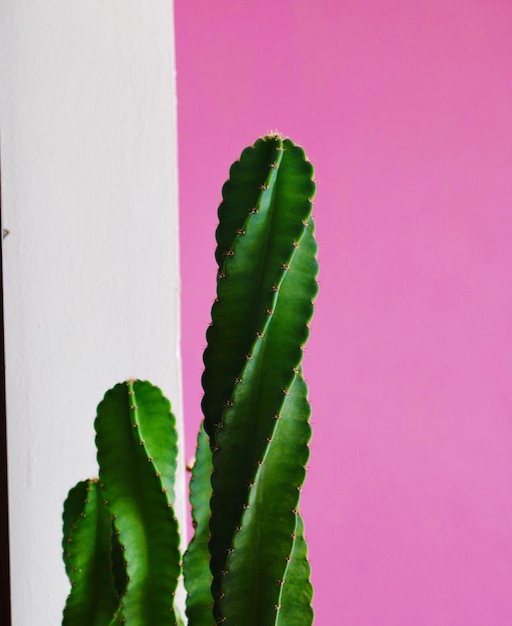 Close-up da planta contra a parede