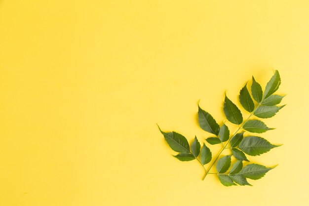 Close-up da planta contra fundo amarelo