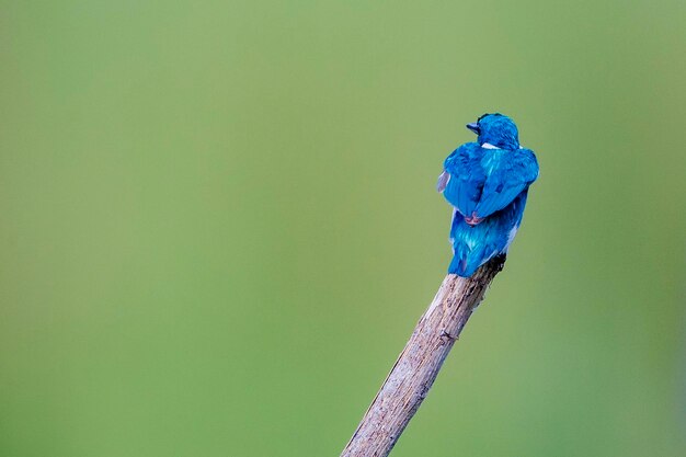 Foto close-up da planta contra fundo azul