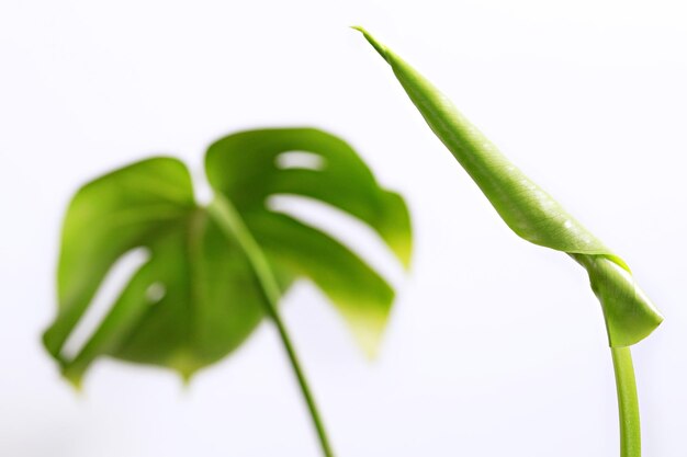 Foto close-up da planta contra fundo branco