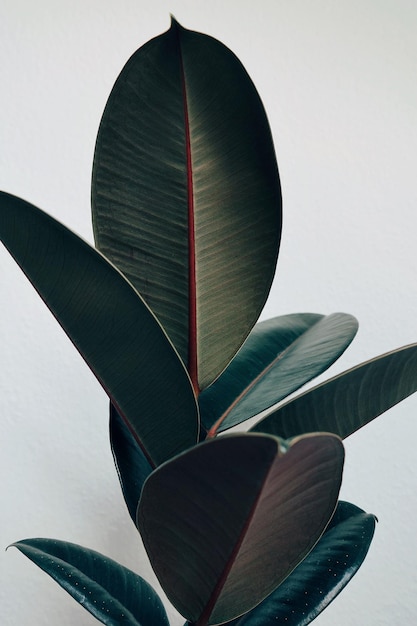 Close-up da planta contra fundo branco