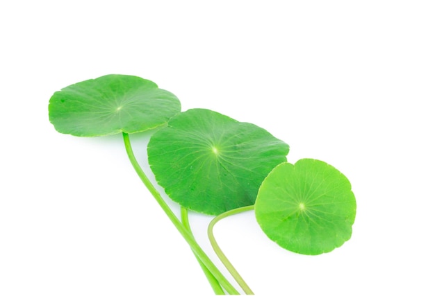 Close-up da planta contra fundo branco