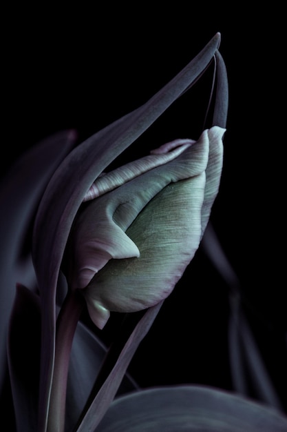 Close-up da planta contra fundo preto