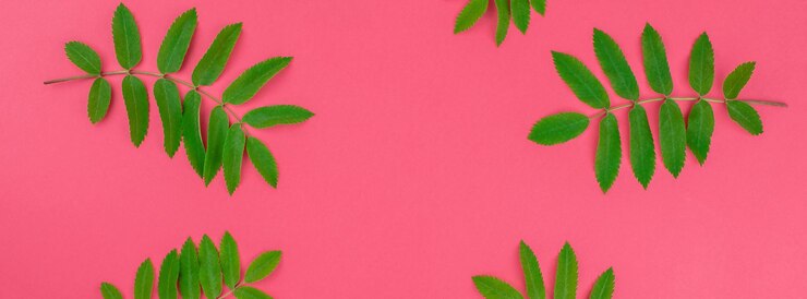 Foto close-up da planta contra fundo vermelho