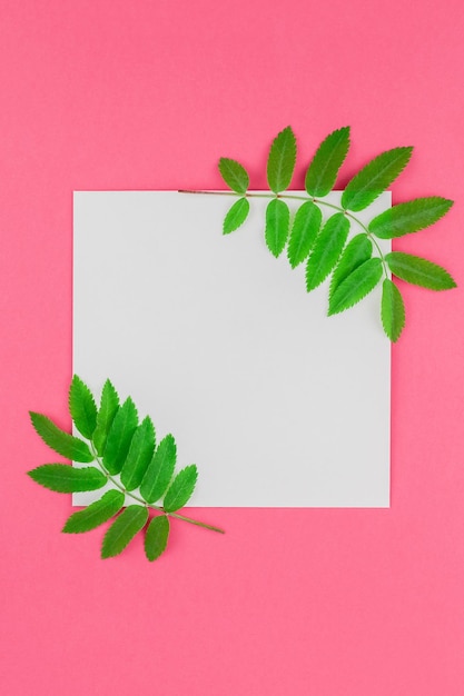 Close-up da planta contra fundo vermelho