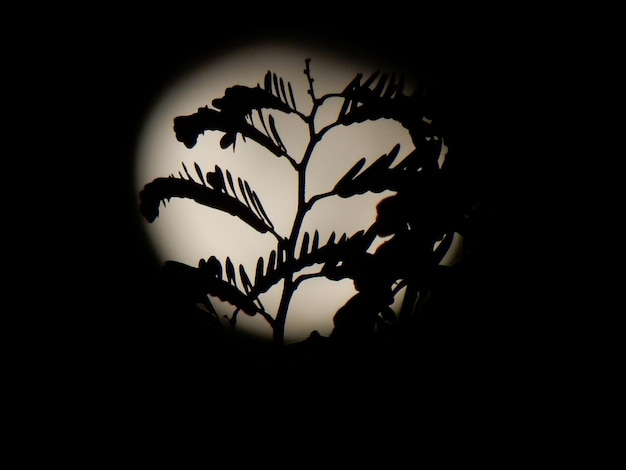 Foto close-up da planta contra luz iluminada à noite