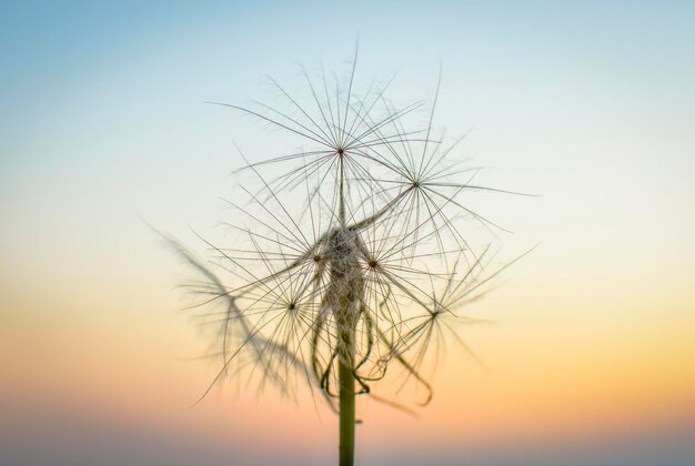 Foto close-up da planta contra o céu despejado