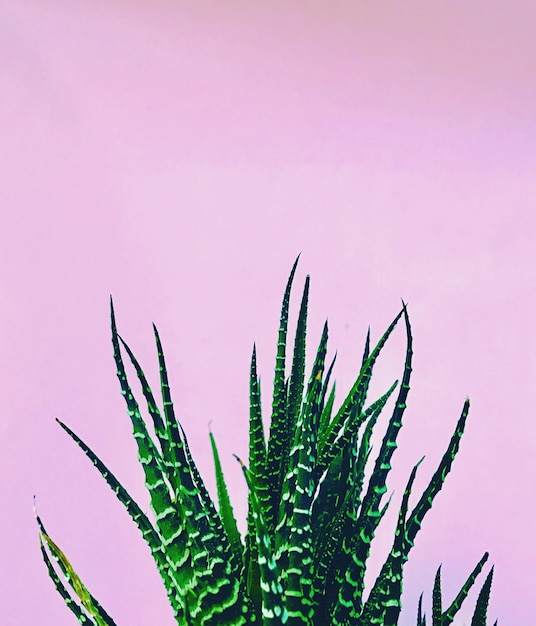 Close-up da planta contra o céu despejado