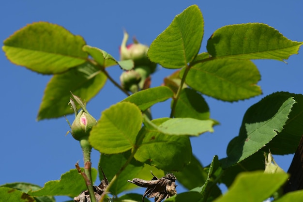 Foto close-up da planta contra o céu