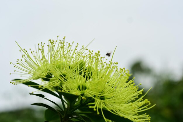 Close-up da planta contra o céu