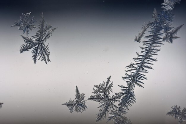 Foto close-up da planta contra o céu