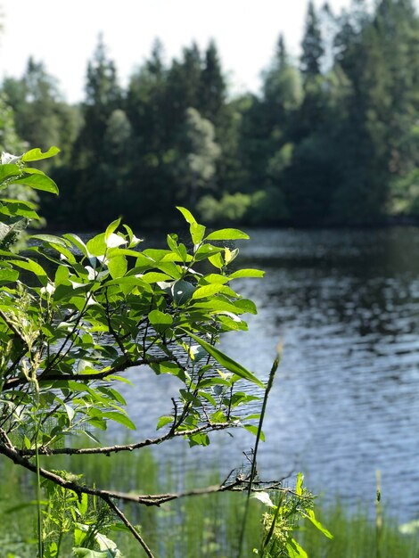 Foto close-up da planta contra o lago